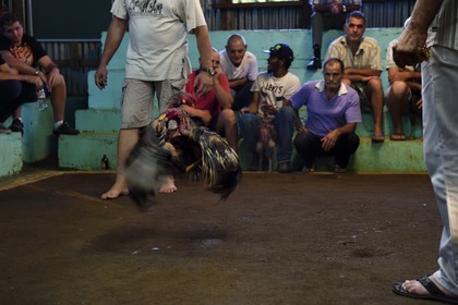 France, Ile de la Reunion, Petit Tampon, combat de coqs dans le Rond de Coq