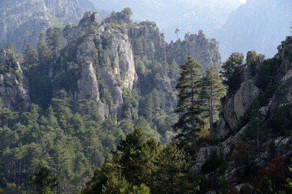 France, Haute-Corse (2B), Corte, Vallée de la Restonica
