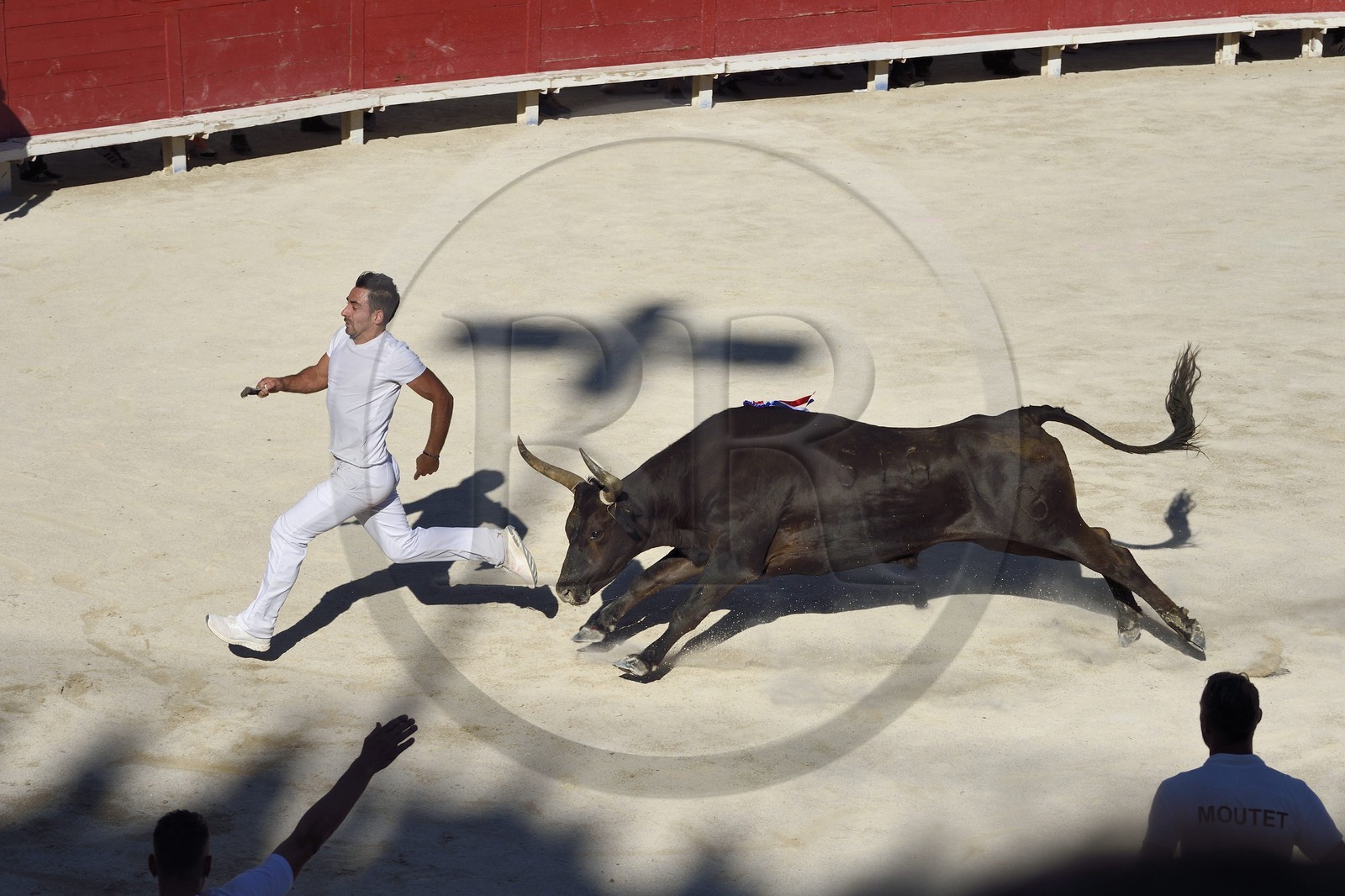 France, Bouches-du-Rhône (13), Arles, la course camarguaise  de la Cocarde d'Or aux Arènes France, Bouches-du-Rhône (13), Arles, la course camarguaise  de la Cocarde d'Or aux Arènes