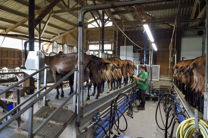 France, Var (83), La Dracénie, village de Châteaudouble, ferme fromagère La Pastourelle, la traite des chèvres