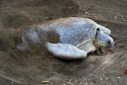 France, Mayotte island (French overseas department), Grande-Terre, Kani-Keli, N’Gouja beach, the Maore Garden, green sea turtle (Chelonia mydas) covering eggs with sand after laying eggs