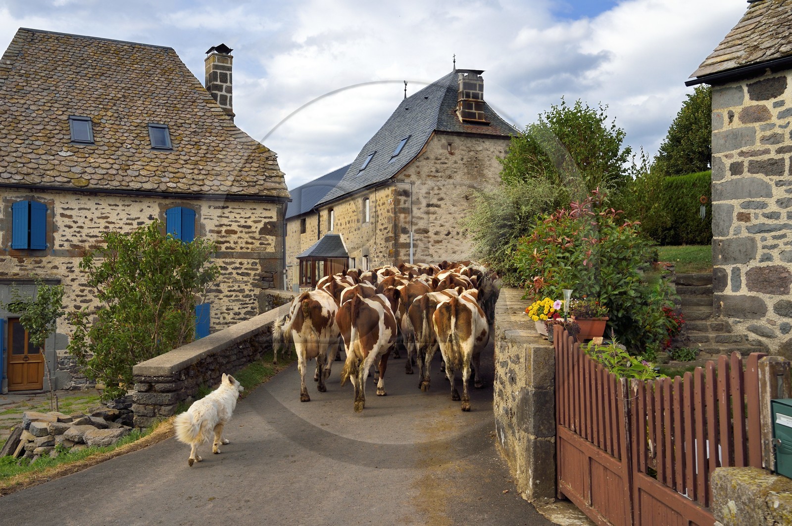 France, Cantal (15), Sainte-Marie, hameau de La Terrisse, élevage de vache laitières de race montbéliarde de la ferme de Cantagrel, retour des vaches à la ferme par le village pour la traite du soir