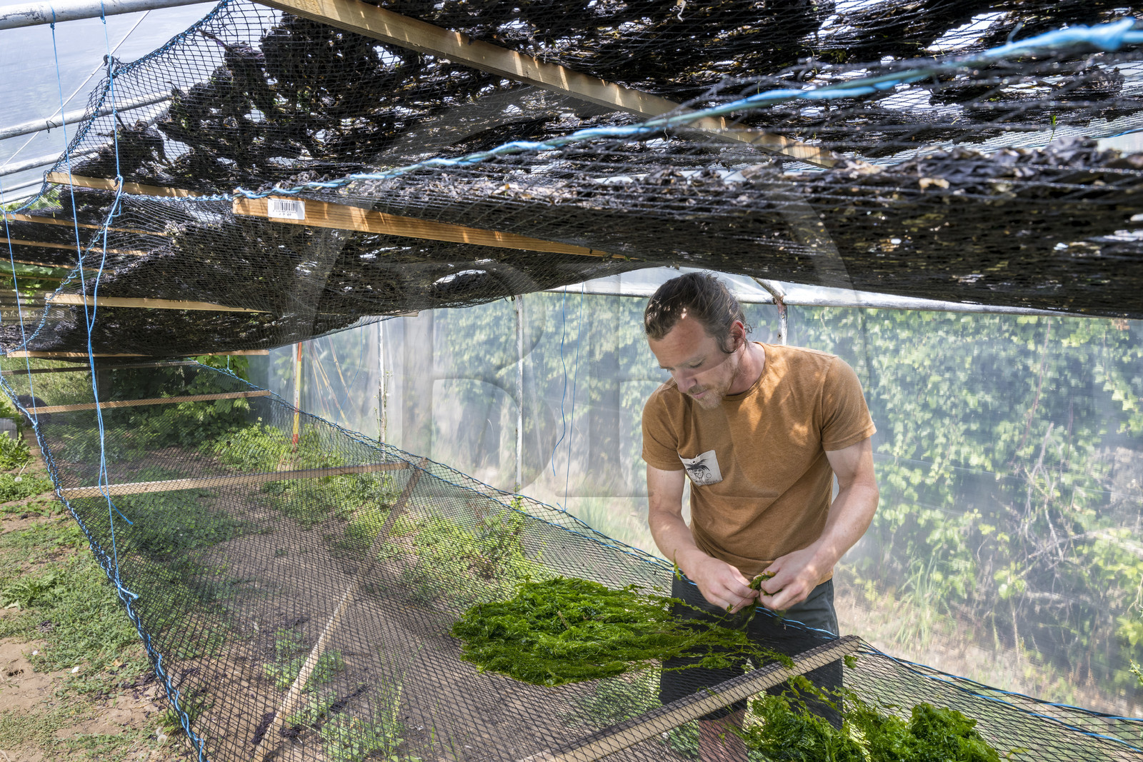France, Finistère (29), Pays Bigouden, Plozévet, Lenny Gouedic co créateur de Begood Alg,  étalage des algues sauvages alimentaires dans la journée de récolte en séchoir solaire
