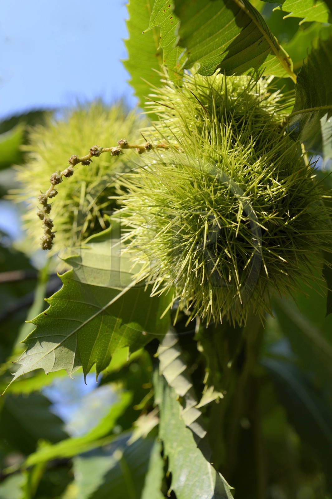 France, Haute Corse, Castagniccia, Valle d’Orezza, chestnuts