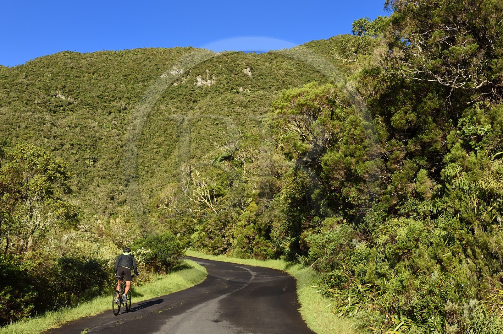 France, Reunion island (French overseas department), Saint Benoit, Parc National de La Reunion (Reunion National Park), listed as World Heritage by UNESCO, Bebour forest
