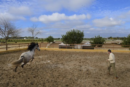 Espagne, Andalousie, province de Séville, Utrera, le haras Ayala (Yeguada Ayala), entrainement d'un Pure race espagnole ou PRE (Pura Raza Espanola)