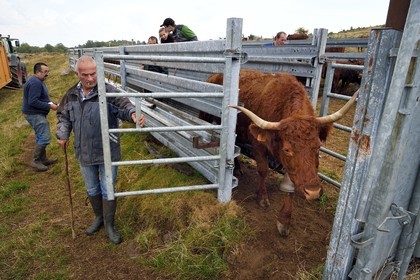France, Cantal (15), plateau de Chastel-sur-Murat sur le chemin de Saint-Jacques de Compostelle par la Via Arverna, vache Salers sortant d'un corral de contention de l'enclos à bétail