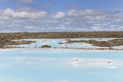 Islande, Grindavik, le Blue Lagoon au eaux très riches en silice (Usine géothermique)