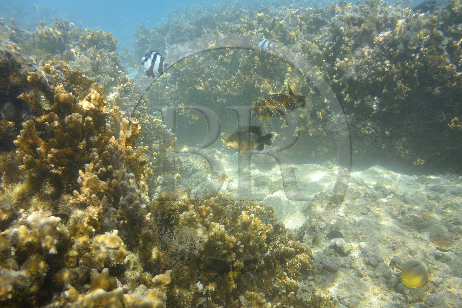 France, Reunion island (French overseas department), West Coast, Saint Gilles Les Bains (town of Saint-Paul), coral reef of Ermitage and La Saline Les Bains lagoon, Yellow boxfish (Ostracion cubicus) (underwater view)