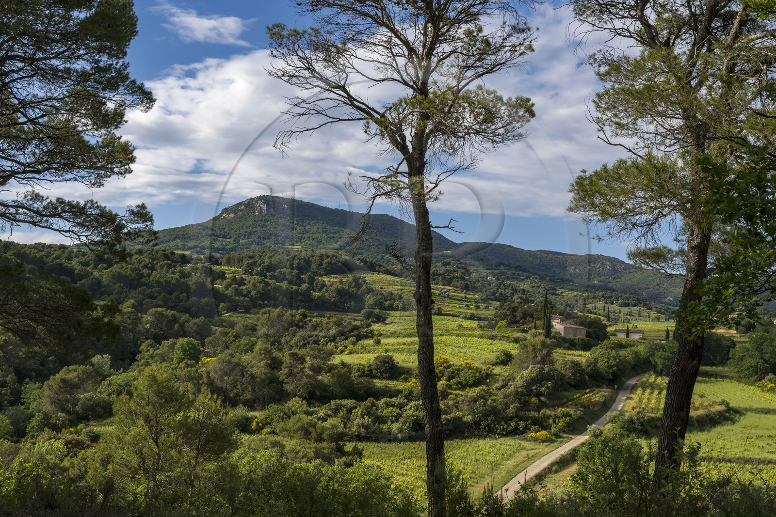 France, Vaucluse (84), Dentelles de Montmirail, le vignoble et la garrigue au pied du village perché de La Roque-Alric, le sommet de la crète de Saint Amand en arrière plan