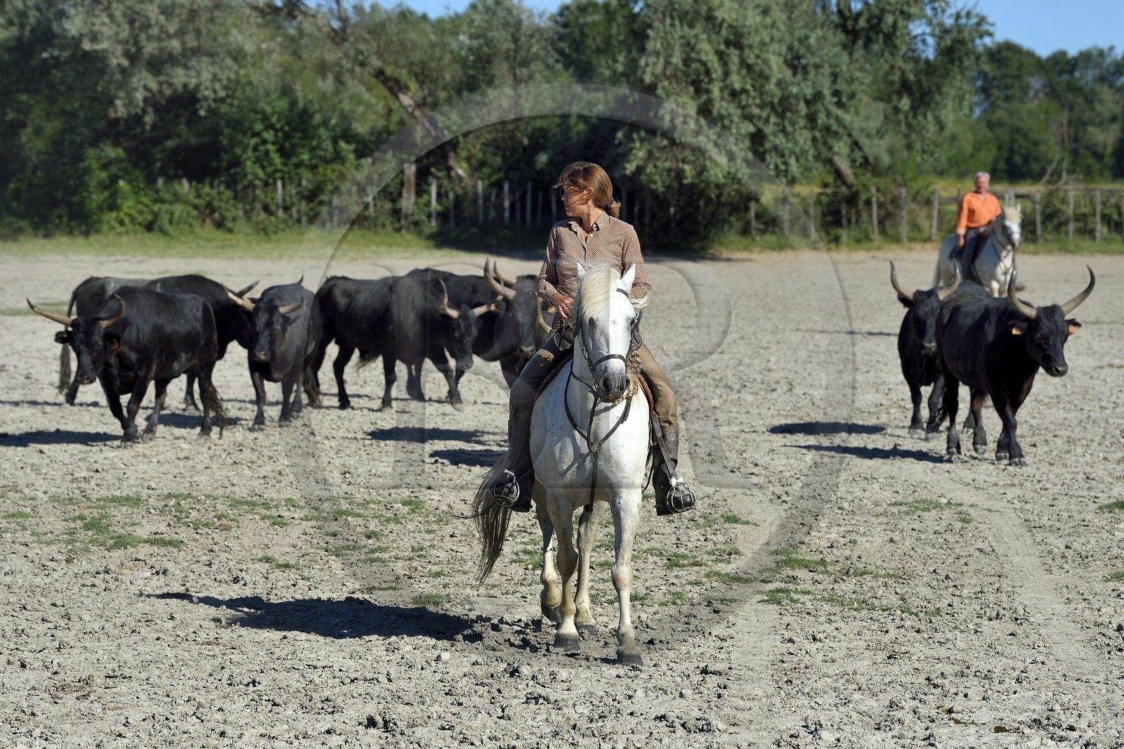 France, Bouches-du-Rhône (13), Parc naturel régional de Camargue, Mas du Menage, manade Saint Antoine (Cauzel), la manadière Florence Clauzel, éleveuse de chevaux et taureaux de Camargue France, Bouches-du-Rhône (13), Parc naturel régional de Camargue, Mas du Menage, manade Saint Antoine (Cauzel), la manadière Florence Clauzel, éleveuse de chevaux et taureaux de Camargue