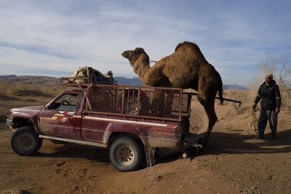Iran, Province d'Ispahan, désert du Dasht-e Kavir, Mesr dans la région de Khur et Biabanak, transport d'un dromadaire en pick-up