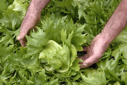 France, Ile de la Reunion, Le Tampon, la Plaine des Cafres, chez les agriculteurs Jacqueline et Jean-Pierre Lacaille, salade laitue batavia appelée Reine des Glaces dans le champ