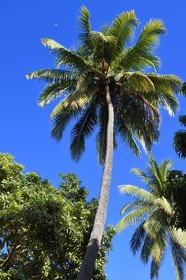 France, Ile de la Reunion, Saint-Paul, verger de mangue Laperrière au Tour-des-Roches, manguier bicentenaire avoisinant un cocotier