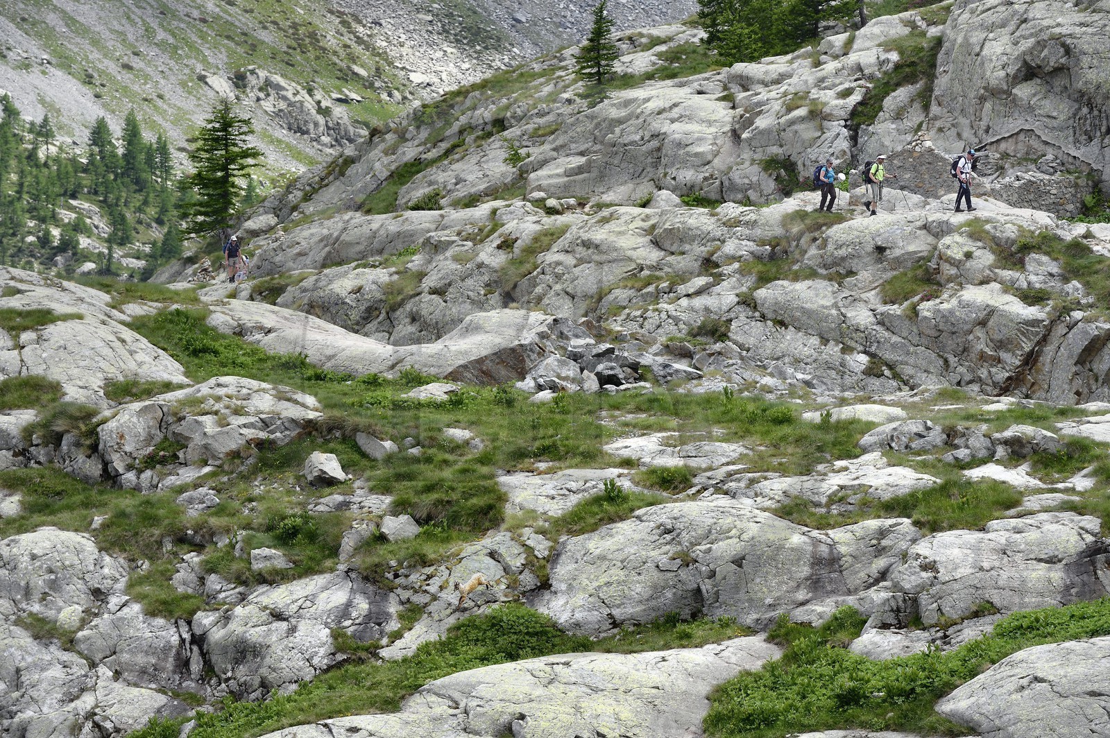 France, Alpes-Maritimes (06), parc national du Mercantour, vallée de la Valmasque, randonneurs et une étagne, bouquetin (Capra ibex) femelle des Alpes
