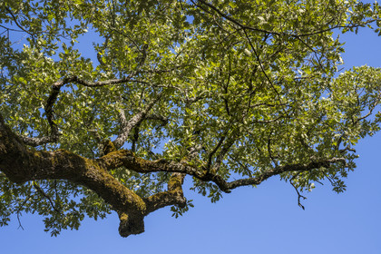 France, Var, Provence Verte (Green Provence), Bras, Academie du Bain de Foret Provencale (Academy of Forest Bathing in Provence), forest of the domaine Le Peyrourier - une campagne en Provence