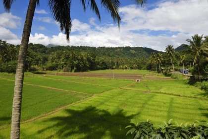Sri Lanka, province du centre, district de Matale, Kawudupelella, rizière