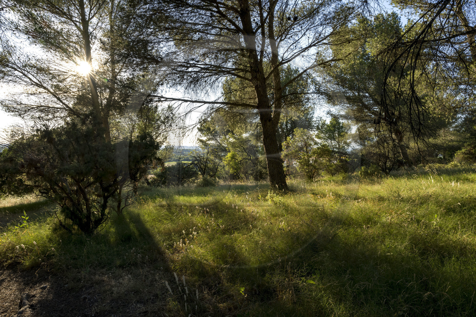 France, Bouches-du-Rhône (13), Tarascon, sous bois de la chapelle Saint-Gabriel sur la colline située à l'emplacement de l'important carrefour d'Ernaginum où se croisaient dans l'Antiquité la via Domitia, la via Aurelia et la via Agrippa France, Bouches-du-Rhône (13), Tarascon, sous bois de la chapelle Saint-Gabriel sur la colline située à l'emplacement de l'important carrefour d'Ernaginum où se croisaient dans l'Antiquité la via Domitia, la via Aurelia et la via Agrippa