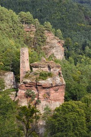 France, Bas Rhin, Northern Vosges Regional Natural Park, Obersteinbach, Steinbach national forest, Klein Arnsberg Castle ruins