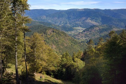 France, Haut Rhin, Ballons des Vosges Regional Natural Park, hiker going down to the Storckensohn valley from the Col des Perches