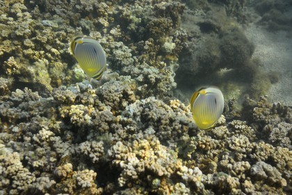 France, Ile de la Reunion, Côte Ouest, Saint-Gilles-Les-Bains (commune de Saint-Paul), le récif corallien du lagon de l'Ermitage et de La Saline-Les-Bains, Poisson-papillon à trois bandes (Chaetodon trifasciatus) (vue sous-marine)