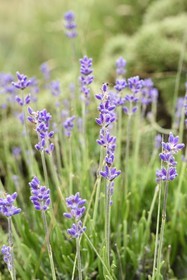 France, Var, Plan d'Aups Sainte Baume, Sainte-Baume Regional Nature Park, Sainte-Baume Massif, wild lavender