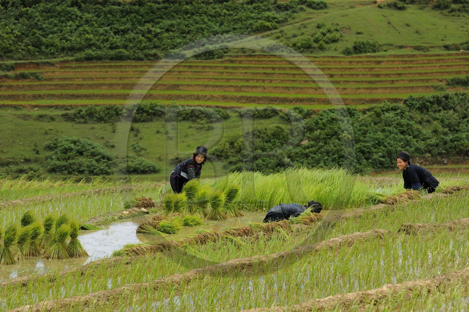 Vietnam, province de Lao Cai, région de Sapa, vallée de Ta Phin, culture de rizières en terrasses, femmes de la minorité Hmong Noir effectuant le repiquage du riz