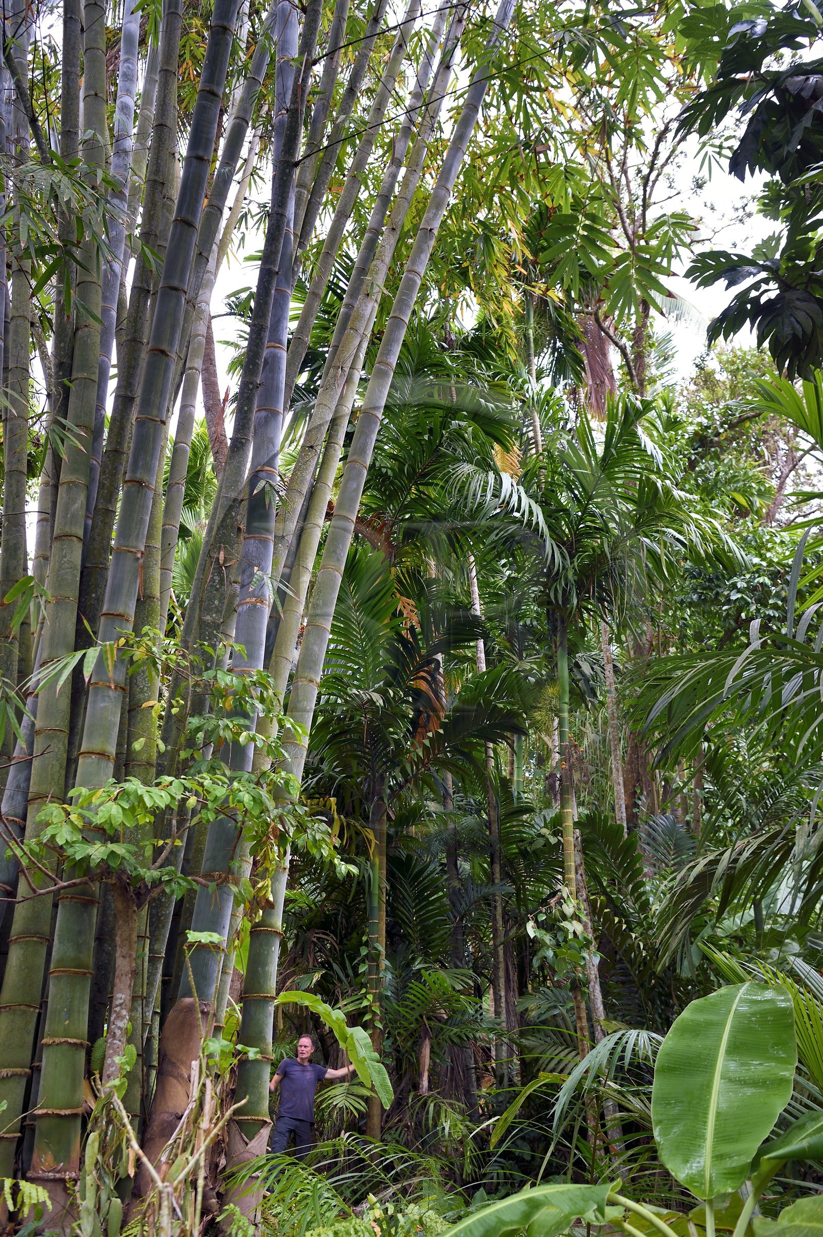 France, Ile de Mayotte, Grande-Terre, Ouangani, bambous géants hauts d'une quinzaine de mètres