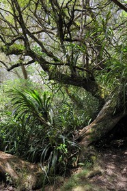 France, île de la Réunion, forêt de Bélouve