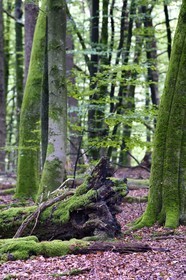 France, Bas Rhin, Northern Vosges Regional Natural Park, Obersteinbach, Steinbach national forest, beech forest on the way to the ruins of the fort Wittschloessel