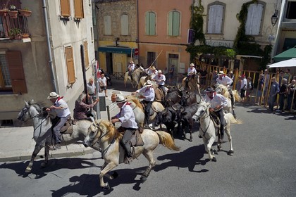 France, Bouches-du-Rhône (13), Arles, la Cocarde d'Or, arrivée dans les arènes des taureaux en provenance des prés accompagnés à cheval par les gardians de la manade Jacques Mailhan, l'abrivado précède la course camarguaise