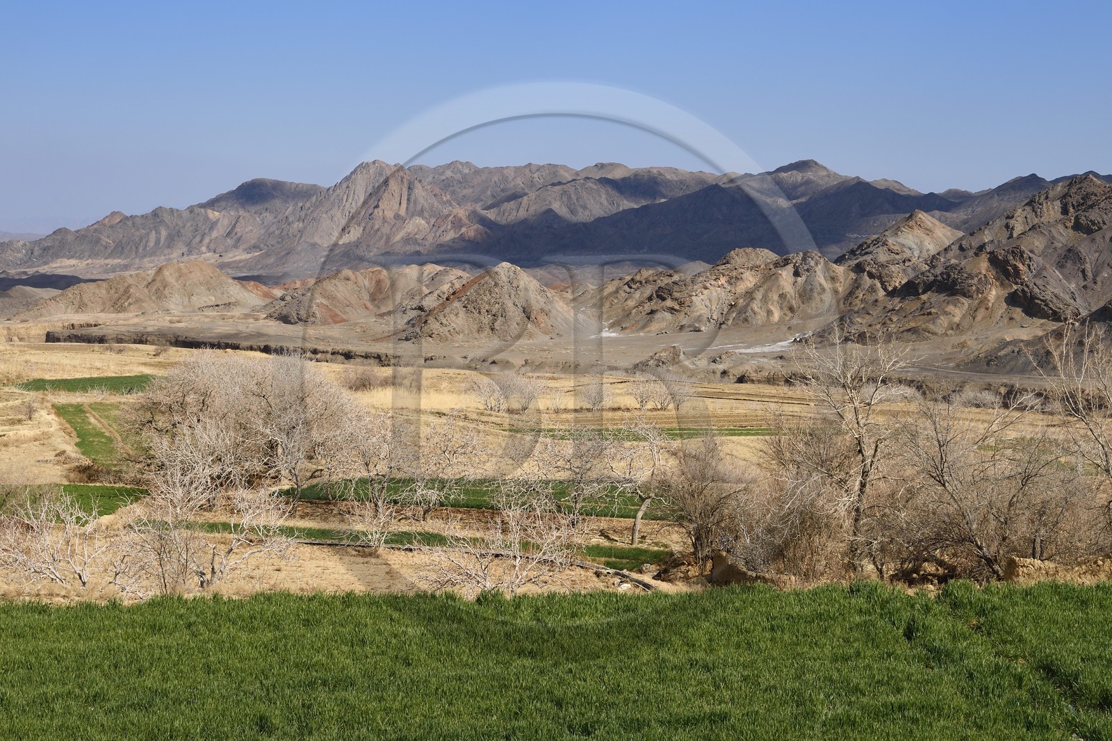 Iran, Province de Yazd, en bordure du désert du Dasht-e Kavir, village de Kharanaq, cultures dans la vallée Andjir au pied du village