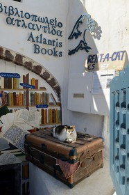 Greece, Cyclades, Aegean Sea, Santorini (Thira or Thera), village of Oia, the bookseller cat