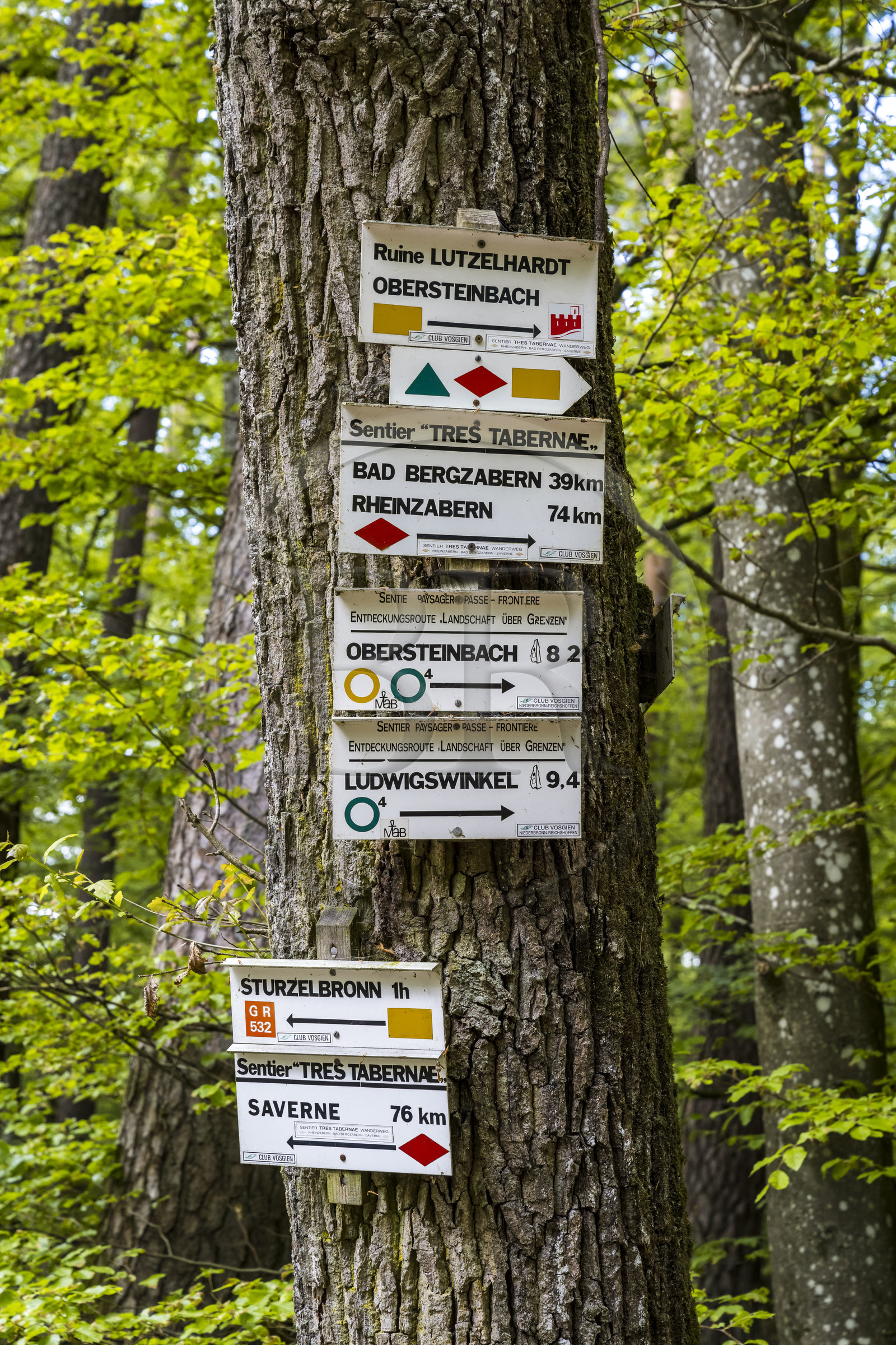 France, Bas-Rhin (67), Parc naturel régional des Vosges du Nord, Obersteinbach, foret domaniale de Steinbach, panneaux de directions et balisage des sentiers