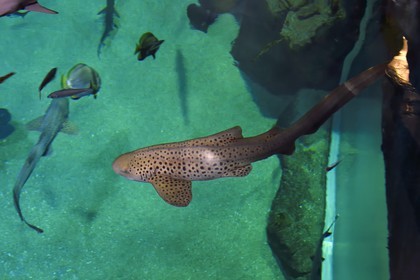 France, Pyrenees Atlantiques, Basque Country, Biarritz, Aquarium - the Sea Museum, zebra shark (Stegostoma fasciatum)