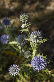 France, Var, Provence Verte (Green Provence), Bras village next to Saint Maximin, blue thistle (Echinops ritro)