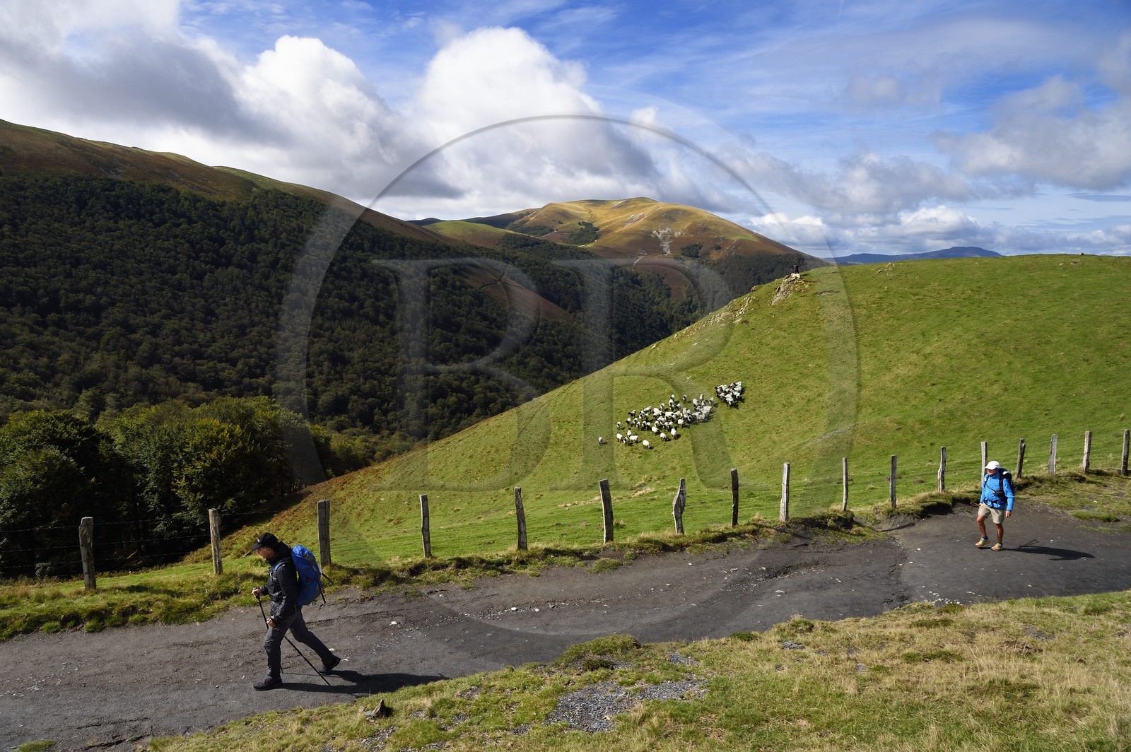 France, Pyrenees Atlantiques, Basque Country, Camino de Santiago (the Way of St. James) on the GR 65 between Saint Jean Pied de Port and Roncesvalles, pilgrims towards the Bentarte Pass