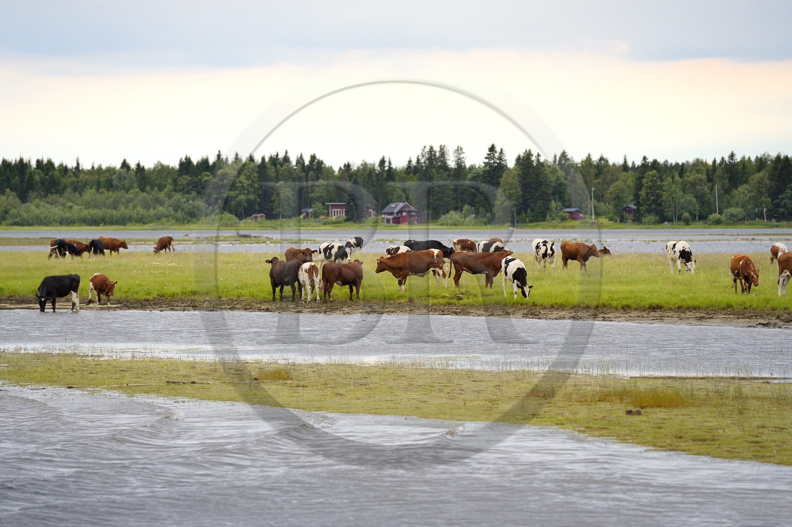 Suède, Comté de Vasterbotten, Umea, troupeau de vache en bordure de la rivière Ume (Umeälven)