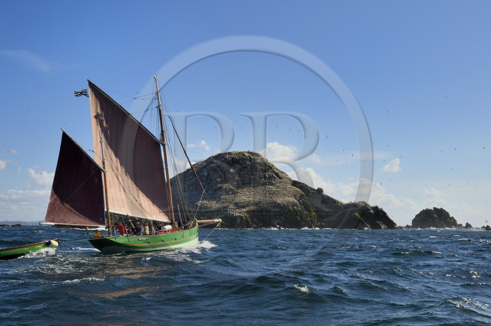 France, Côtes-d'Armor (22), Perros-Guirec, archipel et réserve ornithologique de Sept-Iles, le voilier traditionnel Sant C'hireg (Saint Guirec) devant l'Ile Rouzic et sa colonie de fous de Bassan (Morus bassanus)