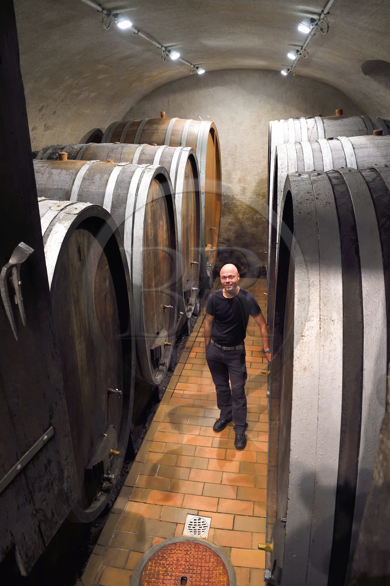 Switzerland, Canton of Vaud, Aigle, Marc Emery in the cellar of Grands Vins d'Aigle Alain Emery