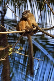 France, Ile de Mayotte, Grande-Terre, Kani-Keli, le Jardin Maoré à la plage de N’Gouja, Lémur fauve (Eulemur fulvus mayottensis) appelé aussi maki