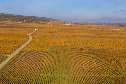 France, Côte-d'Or (21), Paysage culturel des climats de Bourgogne classés Patrimoine Mondial de l'UNESCO, Route des Grands Crus, le vignoble du village de Vosne-Romanée et le chateau du Clos de Vougeot en arrière plan (vue aérienne)