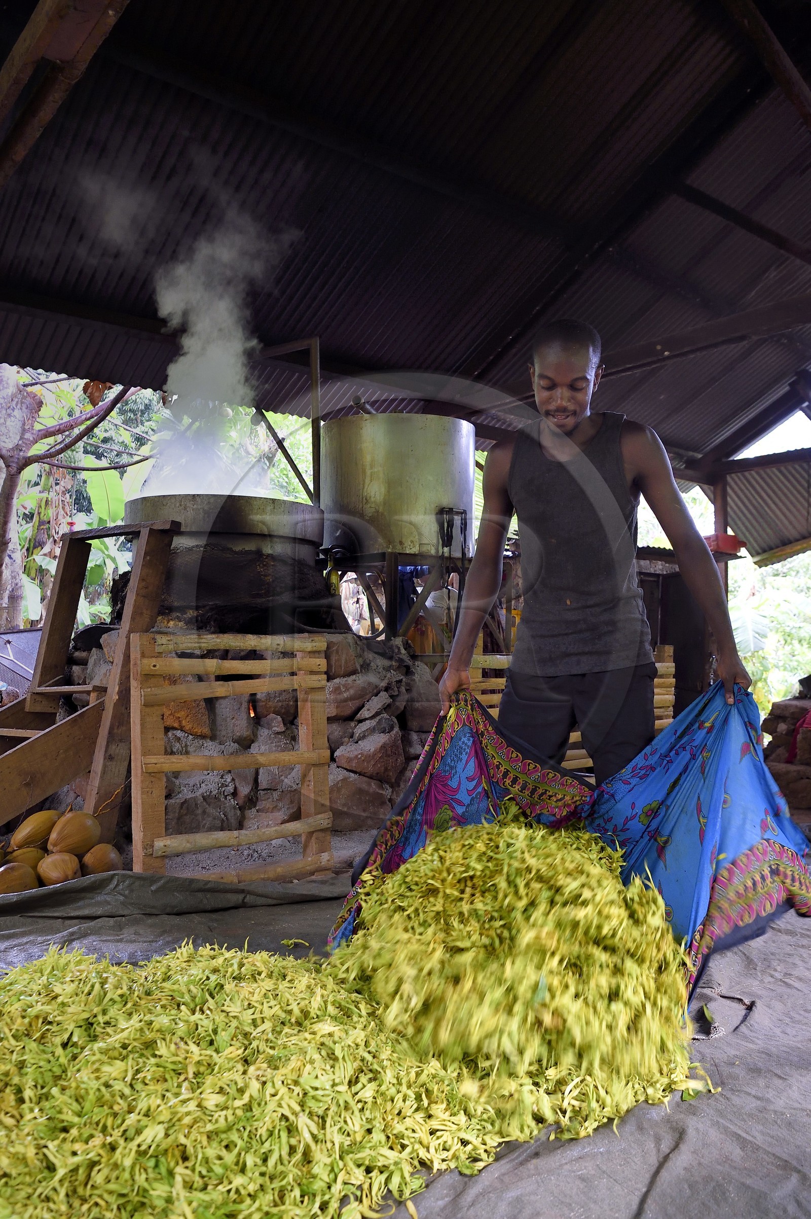 France, Ile de Mayotte, Grande-Terre, Ouangani, Aromaoré, distillation de l'huile essentielle à base de pétales de fleurs d'ylang ylang (Cananga odorata) en alambic artisanal