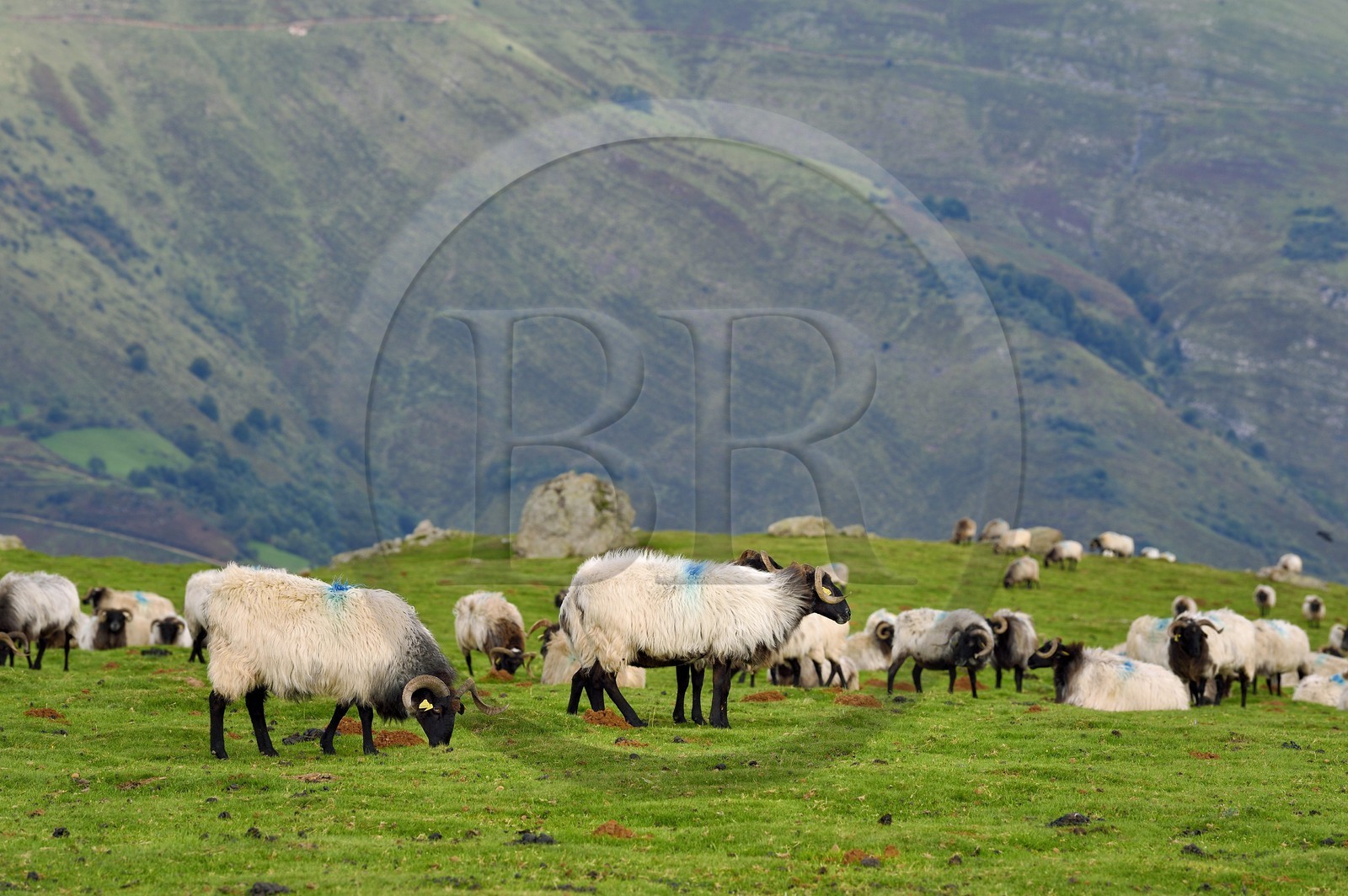 France, Pyrenees Atlantiques, Basque Country, Camino de Santiago (the Way of St. James) on the GR 65 between Saint Jean Pied de Port and Roncesvalles, manech blackhead sheep flock on the Urculu mountain