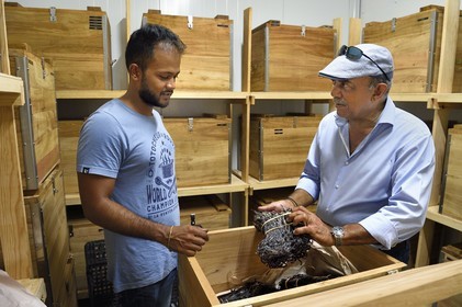 France, Reunion island (French overseas department), Saint Louis, Domaine de Bellevue, producer of organic vanilla grown under photovoltaic panels, crystallized Planifolia vanilla pods with at least 24 months of ripening in tamarind wood boxes, the manager Pierre Saint-Lambert and his father Jean Edwards Saint-Lambert