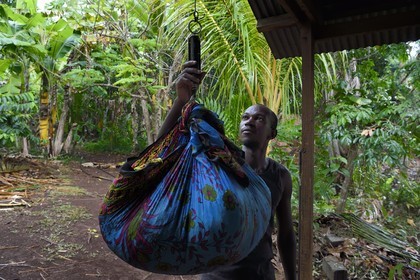 France, Ile de Mayotte, Grande-Terre, Ouangani, pesée à la distillerie de fleurs d'Ylang-ylang fraichement cueillies, on en extrait une huile essentielle utilisée en parfumerie, Hassani Soulaimana co-dirigeant