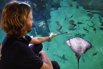 France, Pyrenees Atlantiques, Basque Country, Biarritz, Aquarium - the Sea Museum, Jean Baptiste Nurenberg feeding a stingray (Dasyatis pastinaca)