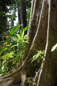 Caribbean, Dominica Island, Morne Trois Pitons National Park listed as World heritage by UNESCO, acomat boucan (sloanea caribaea)