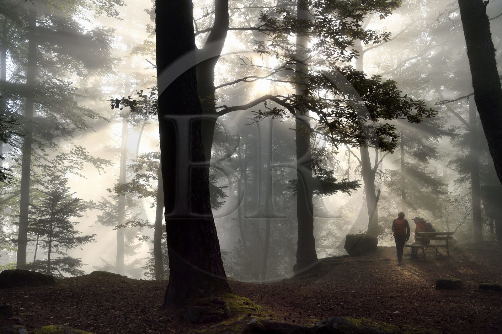 France, Bas-Rhin (67), Mont Saint-Odile, randonnée le long du Mur Païen, vestige d'un mur d'enceinte probablement de l'époque mérovingienne d'une longueur totale de onze kilomètres, lever de soleil dans la brume du petit matin