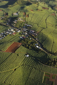 France, Reunion Island (French overseas department), southern coast vers Petite Ile, sugar cane fields (aerial view)